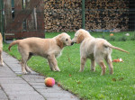 Vlinder en broer